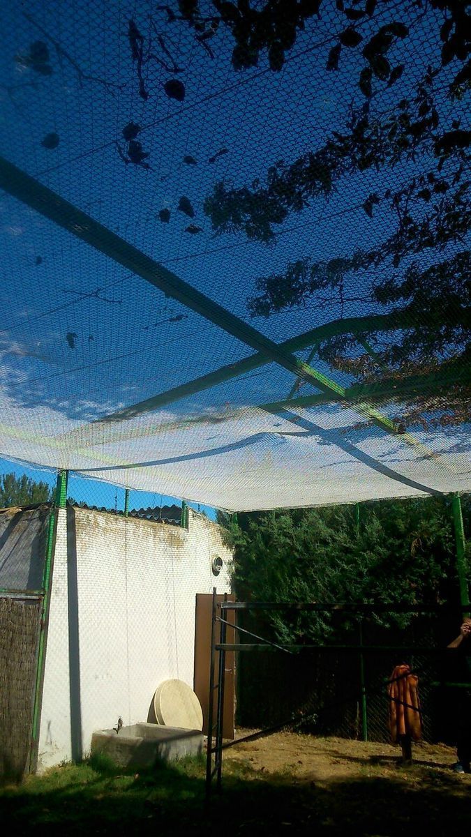 Voladeros - Imagen 12