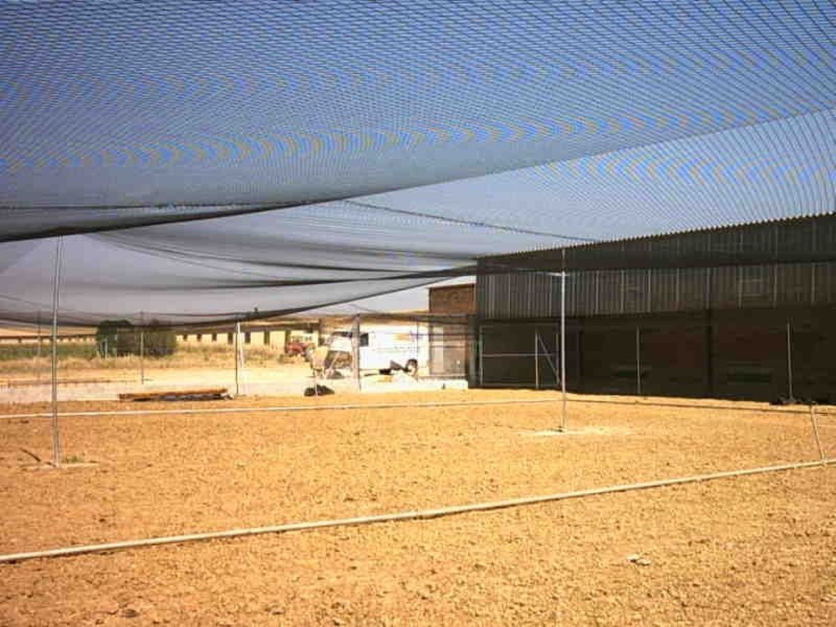 Voladeros - Imagen 4