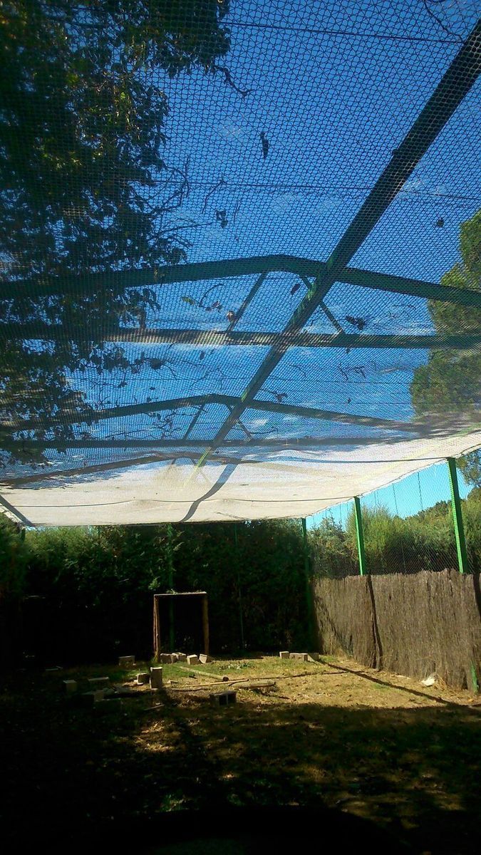 Voladeros - Imagen 11